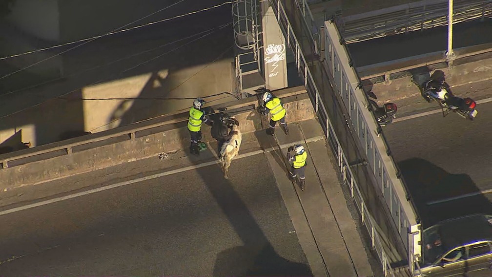 Bezerro foi contido por agentes da CET-Rio no Viaduto do Gasômetro, na Zona Portuária do Rio — Foto: Reprodução/ TV Globo