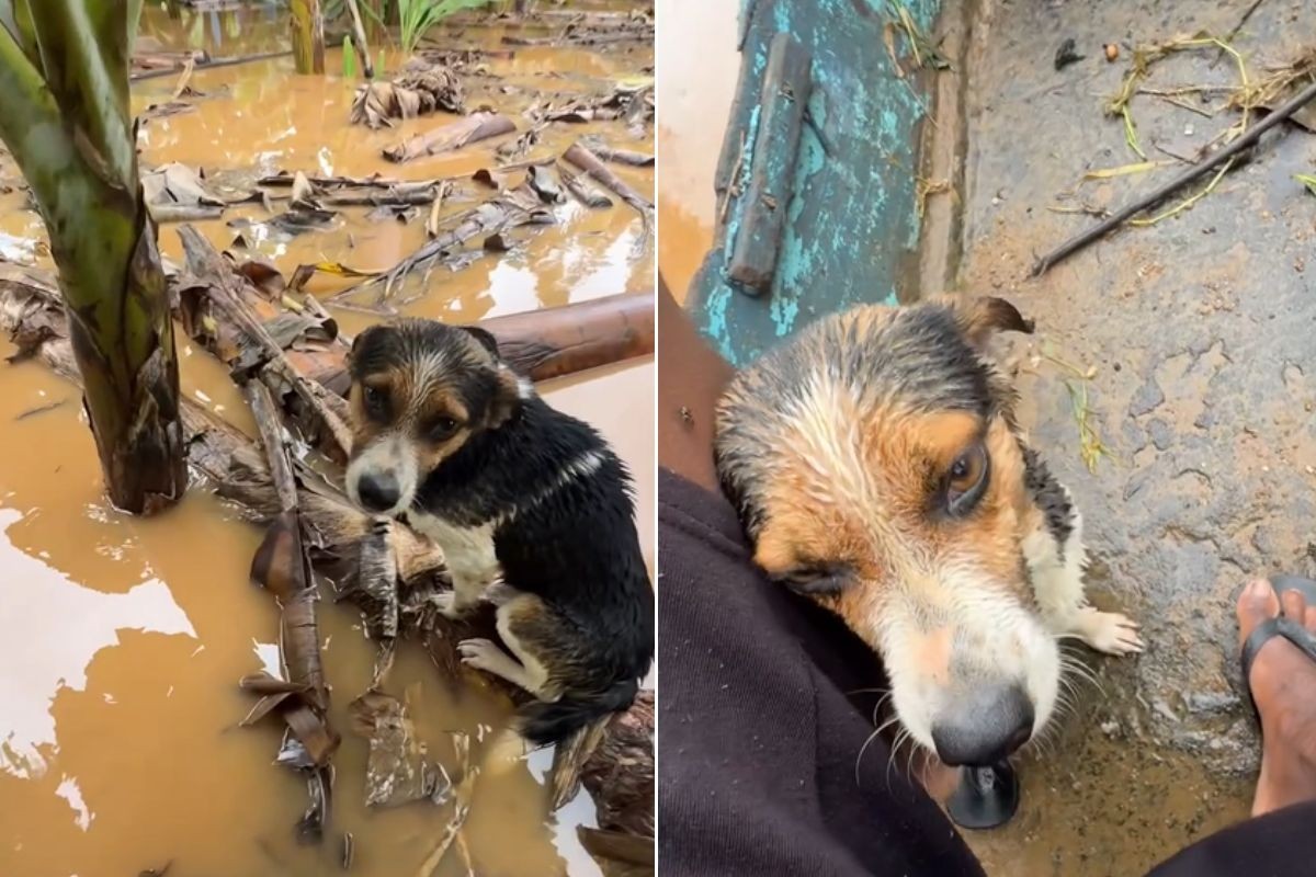 Jovem usa barco para resgatar animais durante enchente no Vale do Ribeira: 'Fazer a minha parte'; VÍDEO