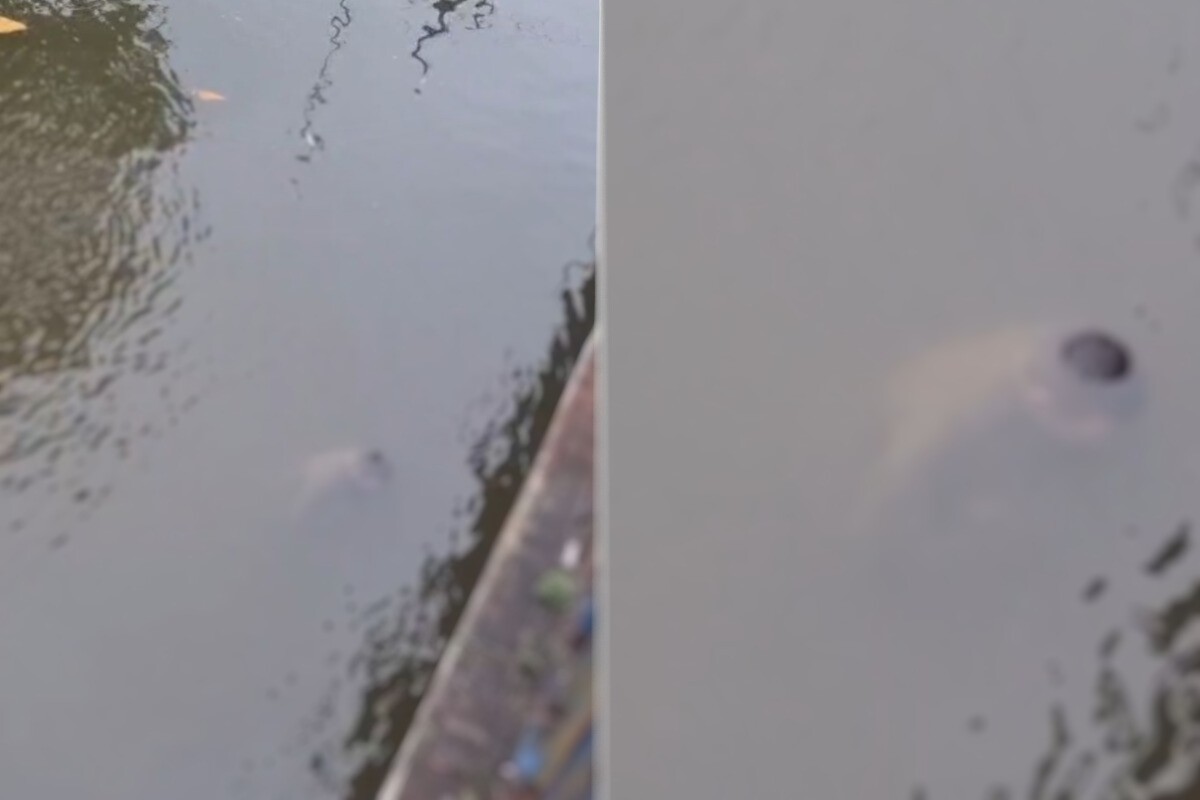 Homem é encontrado morto em rio de Mongaguá, SP; polícia trata caso como morte suspeita