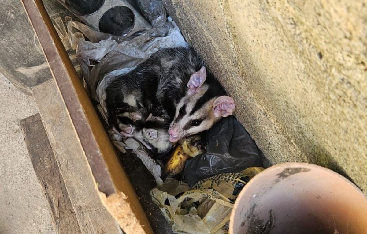 VÍDEO: Mamãe gambá e cinco filhotes são resgatados em quintal de casa em MG