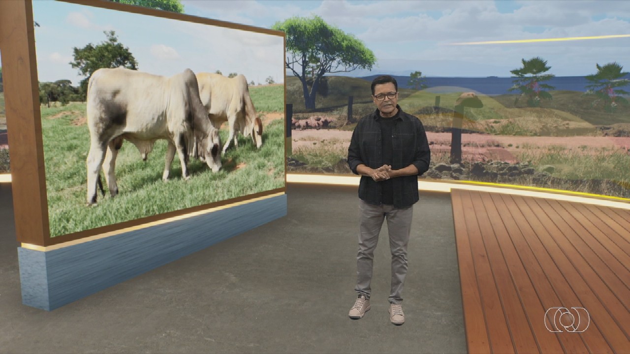 VÍDEOS: Jornal do Campo deste domingo, 7 de dezembro de 2025 