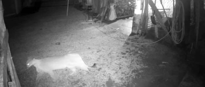 Onça-parda é flagrada dentro de sítio em Mogi das Cruzes