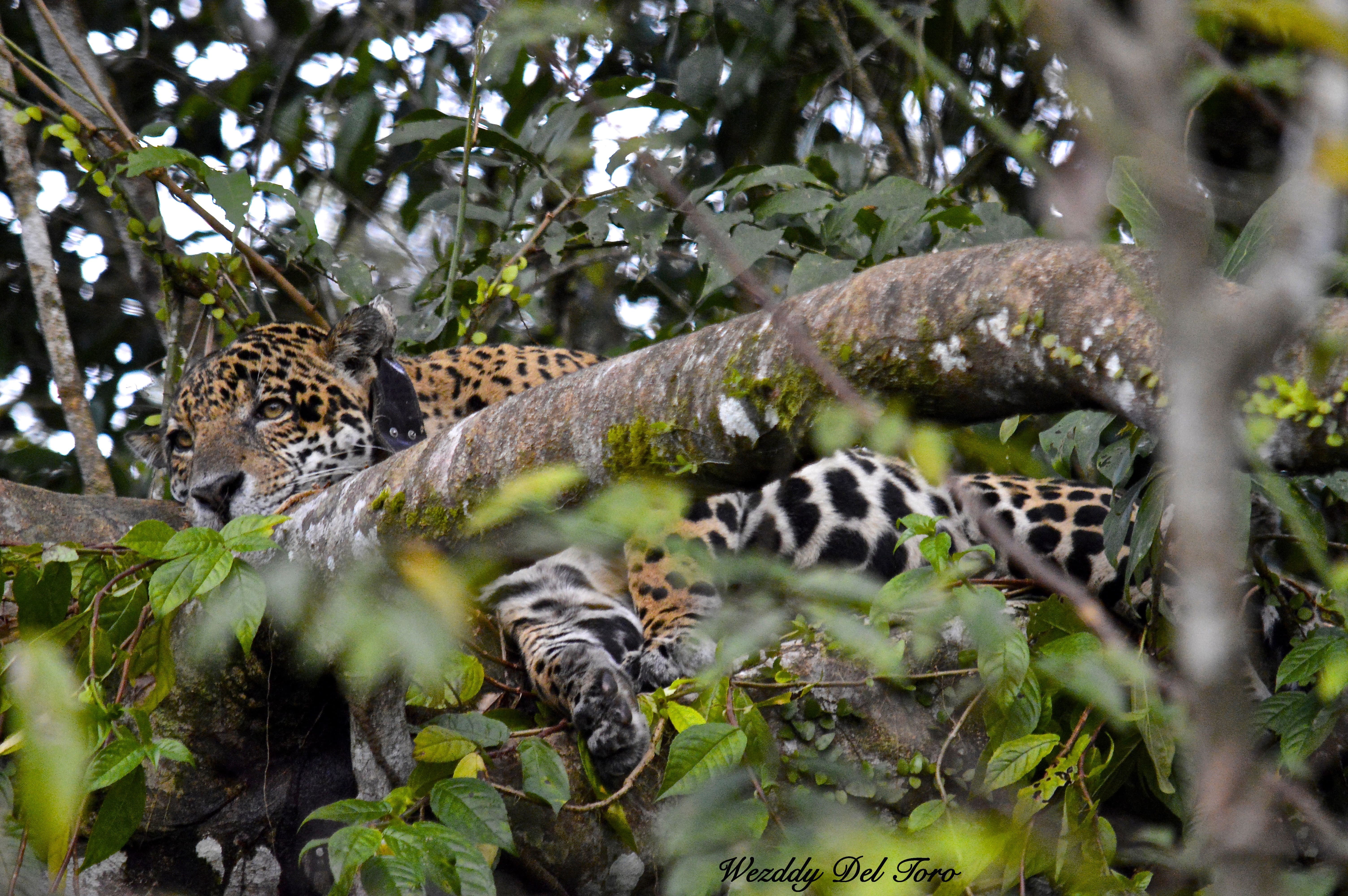 Entre secas e cheias: diferenças no modo de vida das onças-pintadas na Reserva Mamirauá, no Amazonas