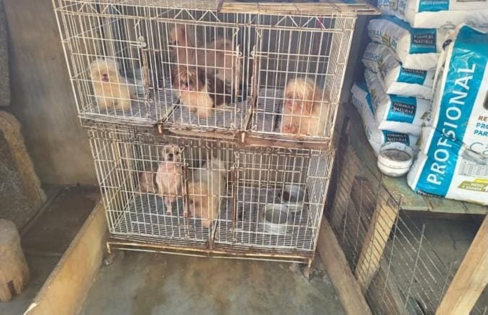 Mais de 60 cães de raça são encontrados em gaiolas e quartos de casa em Dores do Indaiá — Foto: Polícia Militar/Divulgação