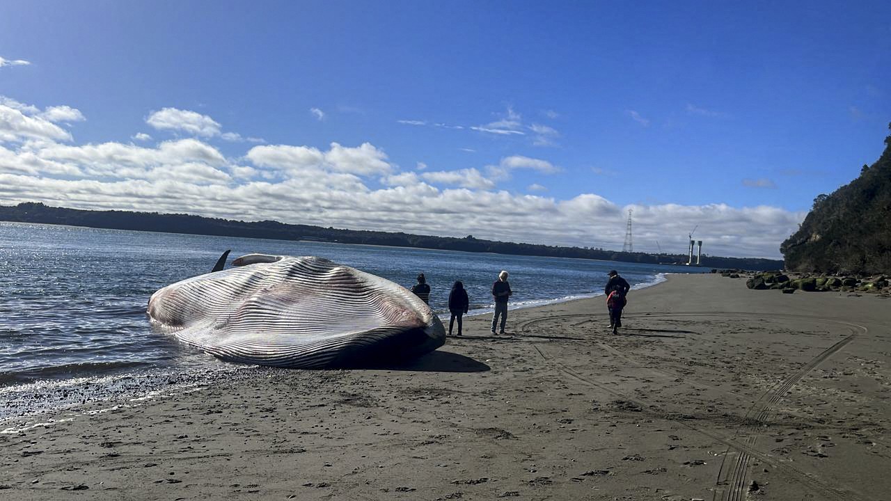Durante sete dias, um ponto azul tenta escapar de centenas de barcos: o drama de baleia no Chile; VÍDEO