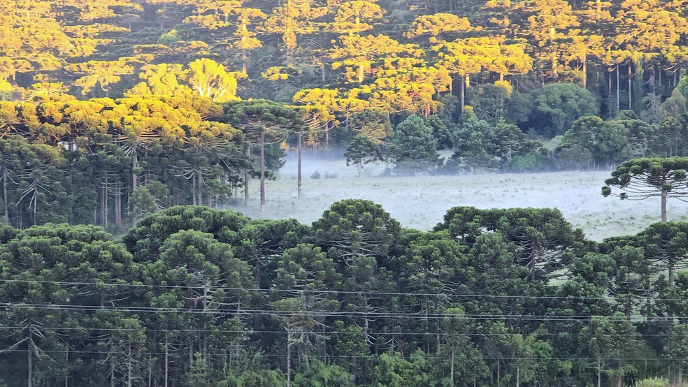 Em pleno verão, SC tem campos com geada e temperatura abaixo de 5ºC — Foto: Mycchel Legnaghi/Divulgação