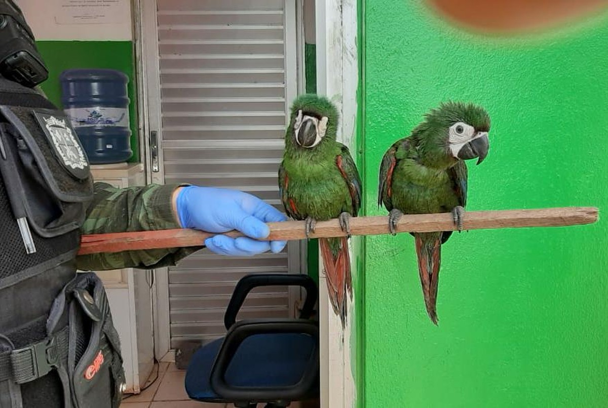 Araras da espécie maracanã entregues à PM são levadas para o Bioparque da  Amazônia | Amapá | G1