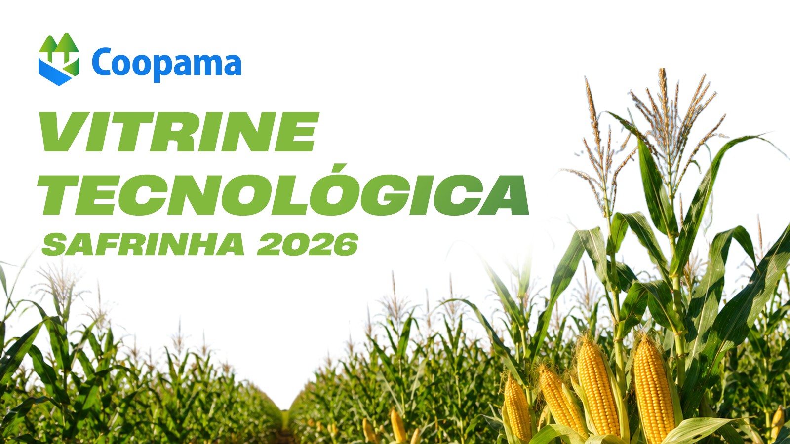 Vitrine Tecnológica Safrinha 2026 une inovação e conhecimento no cultivo de milho