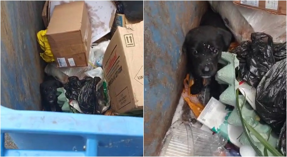 Cachorro foi encontrado dentro de caçamba de lixo em Porto Feliz (SP) — Foto: GCM/Divulgação