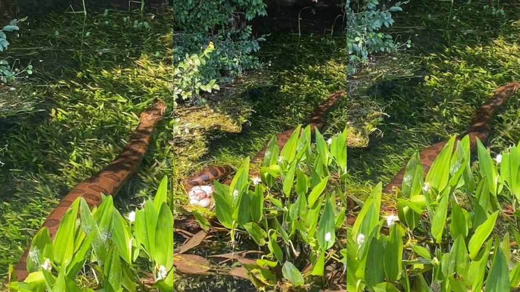 Vídeo: sucuri gigante é flagrada caçando capivara em rio de água cristalina de MS