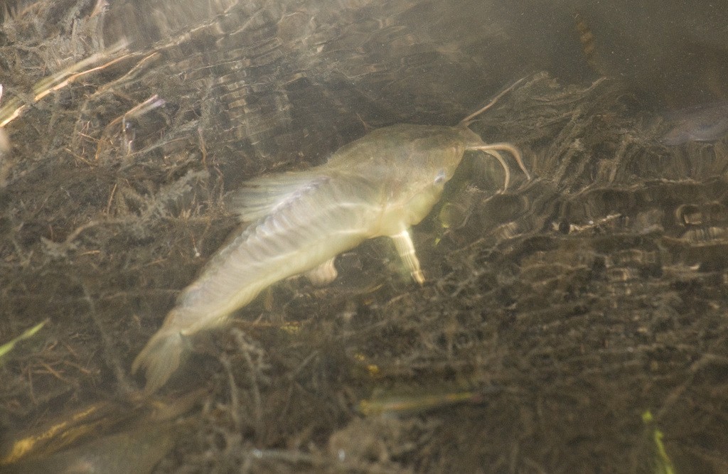 Peixe que ‘anda’ na terra? Vídeo viraliza e especialista explica comportamento