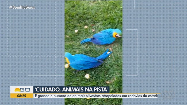 Nmero de animais atropelados aumenta no perodo de frias