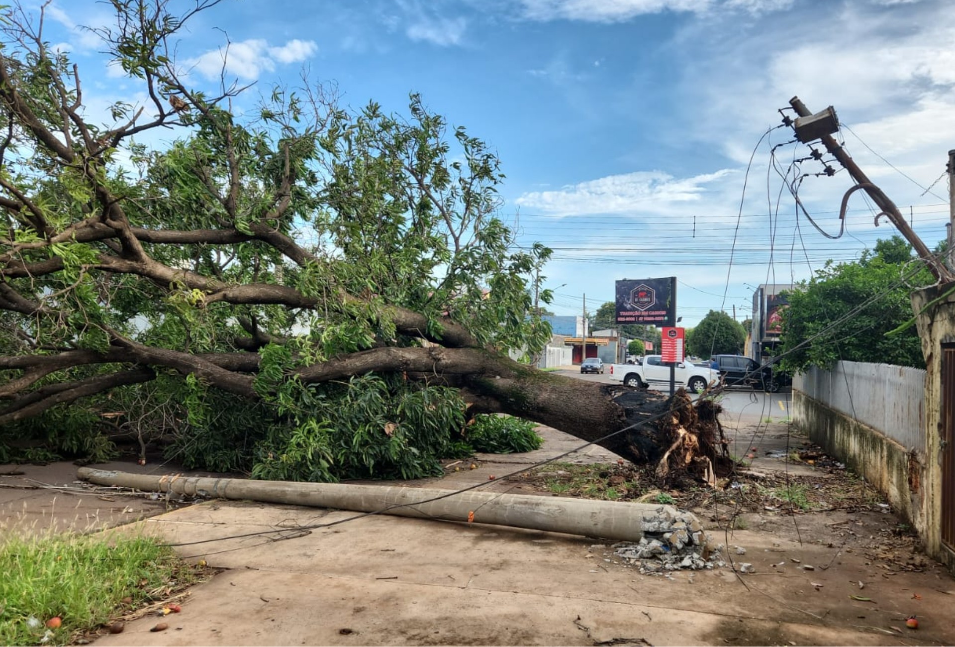 Chuva com ventos fortes derruba árvores e causa transtornos em Campo Grande