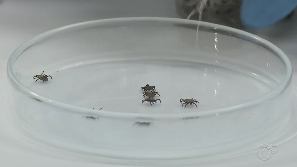 Carrapato-estrela é o transmissor de febre maculosa — Foto: TV TEM/Reprodução