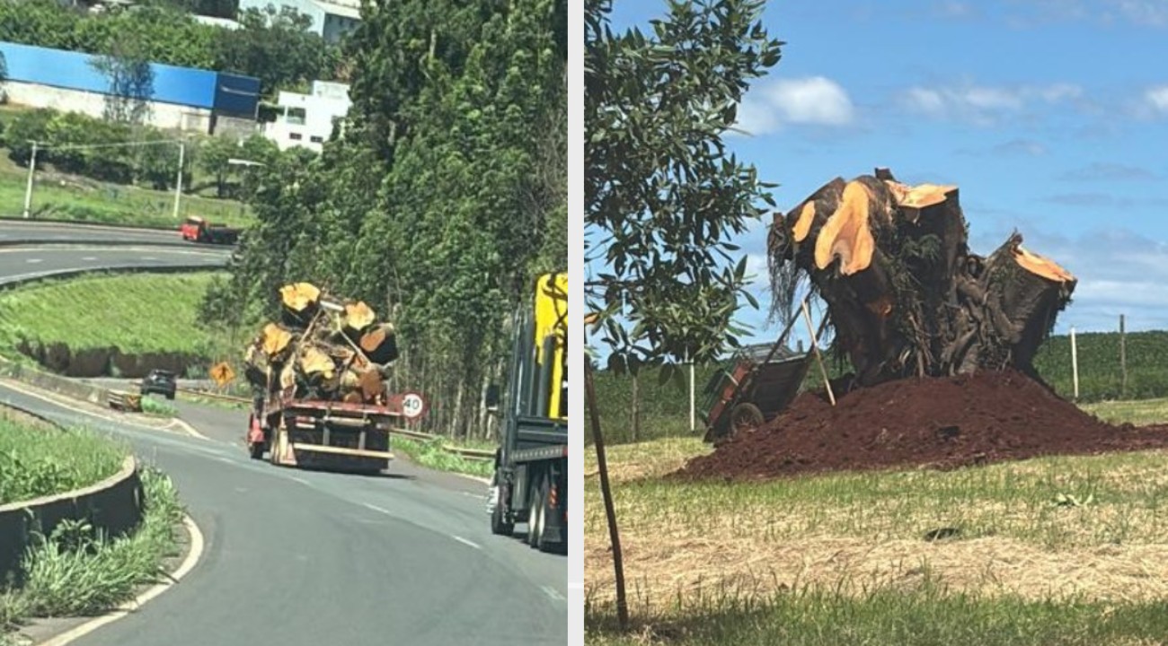 Empresária investe R$ 18 mil para guinchar e 'ressuscitar' árvore que remete à infância no Paraná