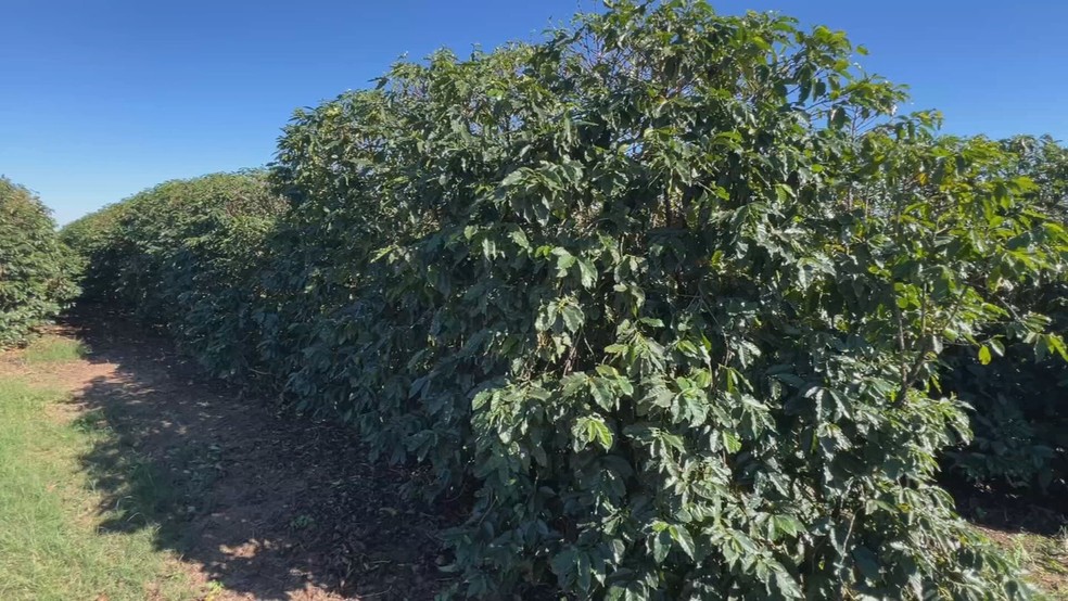 Temporais castigam cafezais e produtores aceleram colheita para salvar a safra — Foto: TV TEM/Reprodução