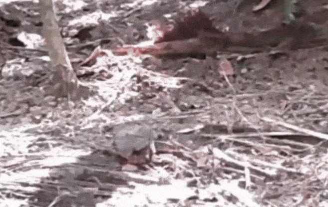 Briga ou ritual? Câmera registra disputa rara entre tatus da maior espécie do mundo em RO