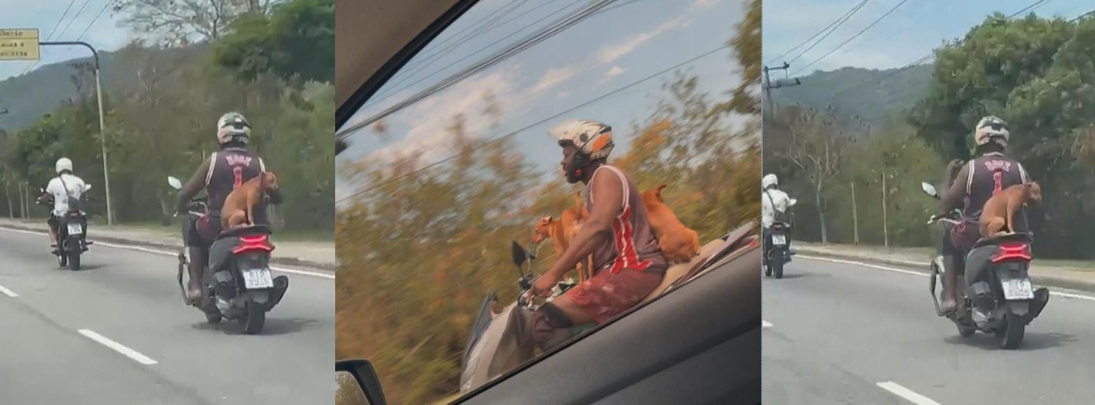 VÍDEO: Motociclista é flagrado ‘levando na carona’ 2 cachorros sem proteção