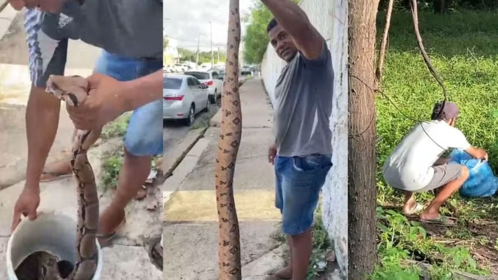 Homem encontra cobra com mais de 2 metros ao limpar terreno em Teresina