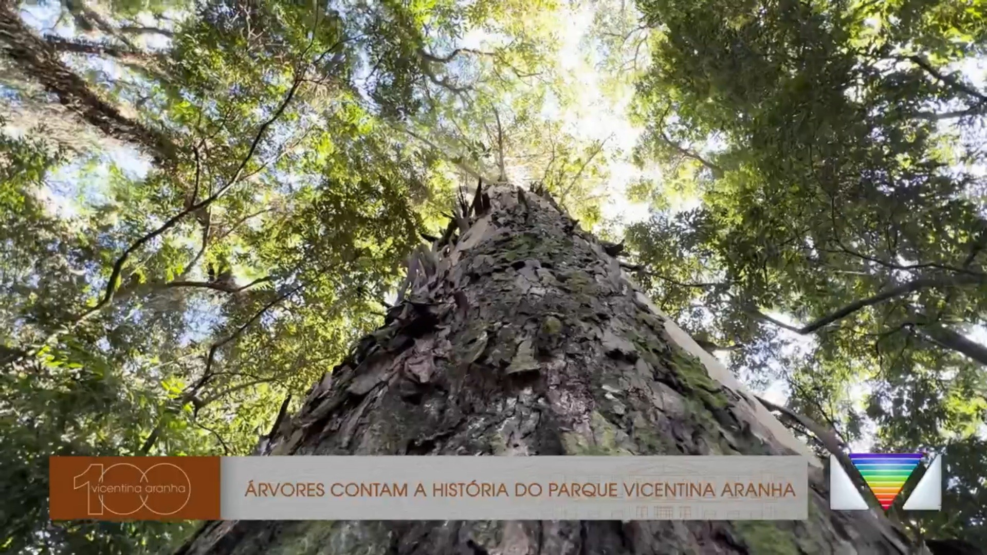 100 anos do Vicentina Aranha: árvores preservadas contam a história do parque