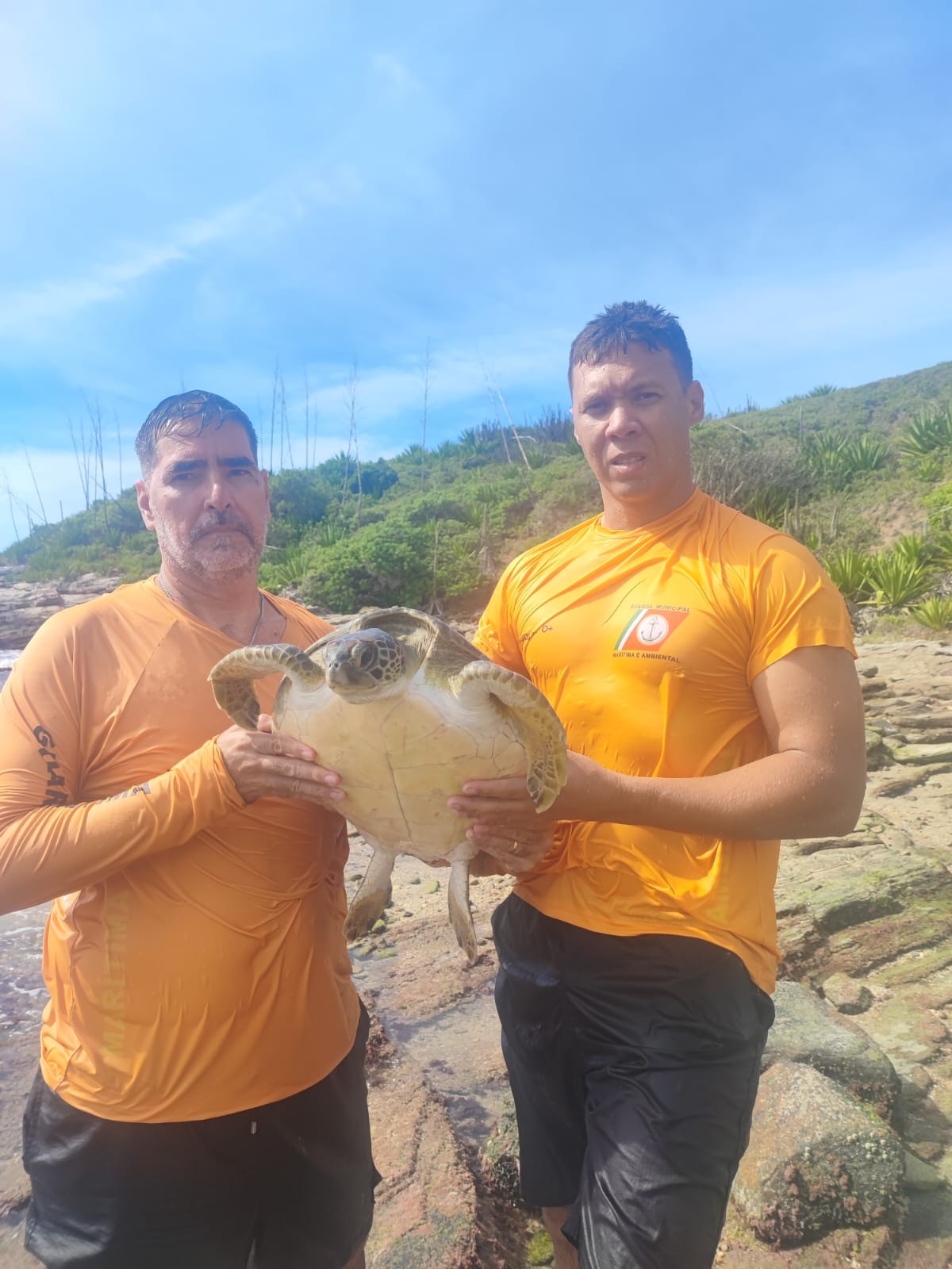 Tartarugas-marinhas são resgatadas e levadas para o mar em Cabo Frio