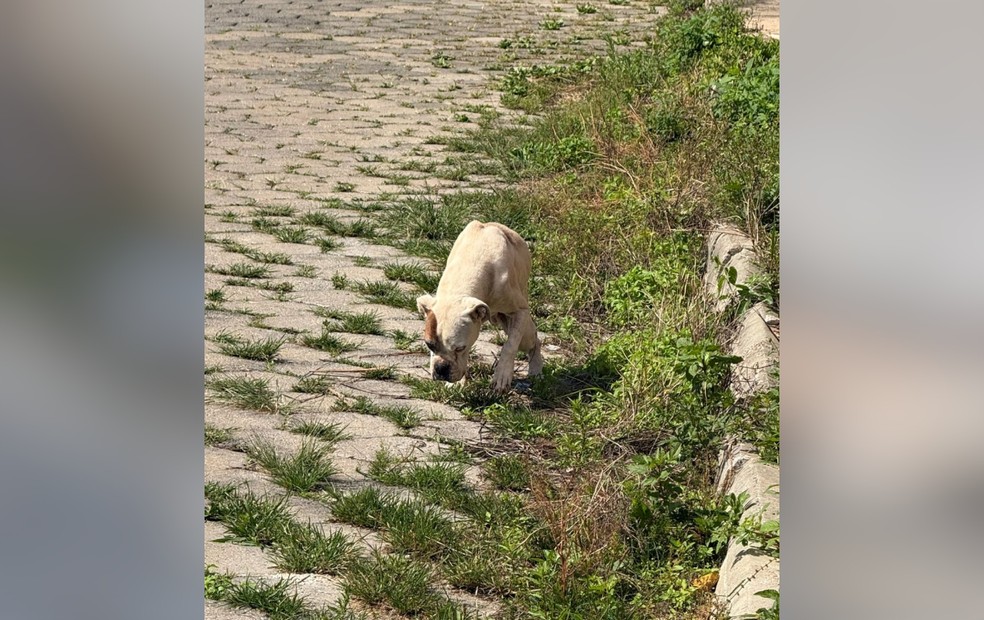 Após uma denúncia, Centro de Proteção Animal e secretaria resgatam cadela em situação de maus-tratos em Itapeva — Foto: Reprodução/Secretaria Municipal de Recursos Hídricos e Meio Ambiente de Itapeva