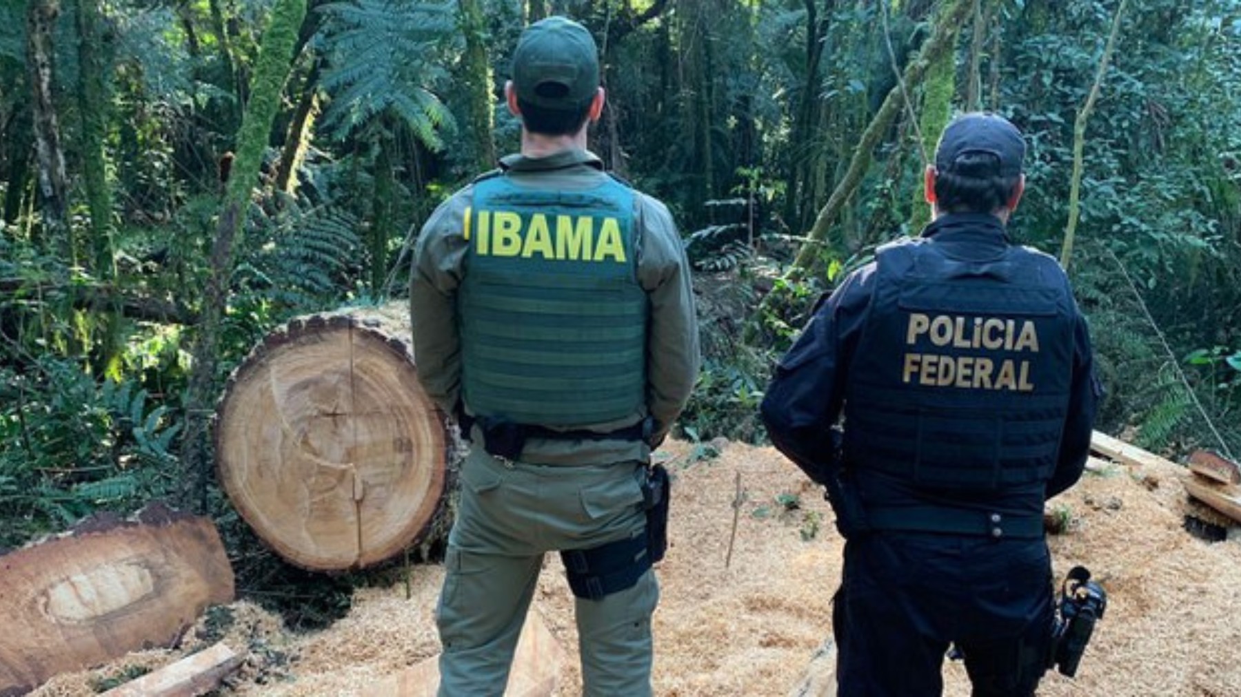 Indígena é condenado por desmatar área protegida equivalente a 16 campos de futebol, no Paraná