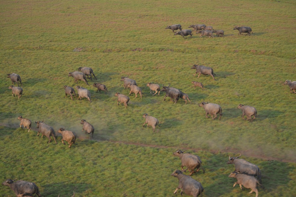 Atualmente vivem mais de 4 mil búfalos selvagens na região do Vale do Guaporé — Foto: Acervo NGI Cautário-Guaporé