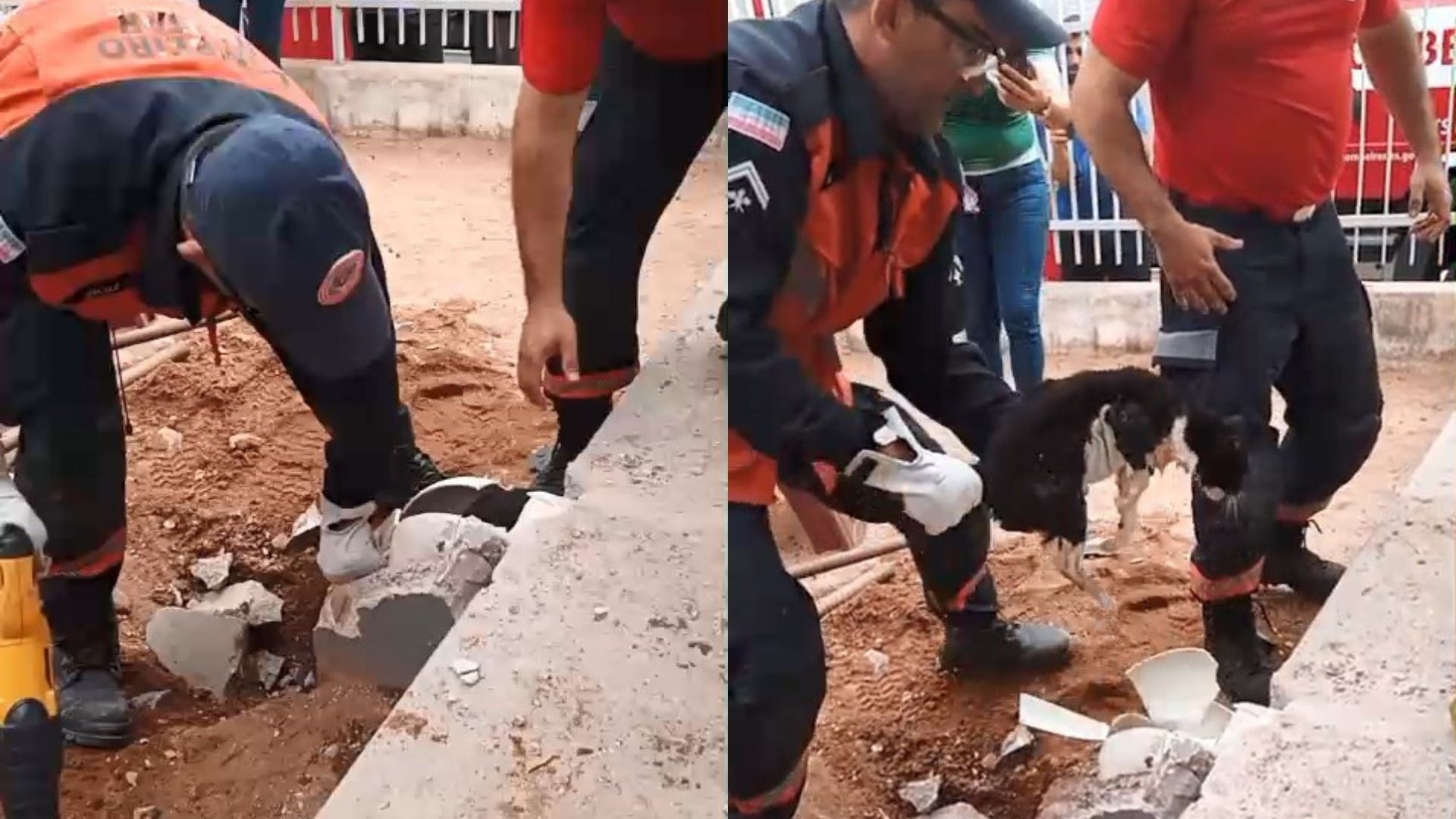VÍDEO: gata é resgatada pelos bombeiros após passar 3 dias presa dentro de 'joelho' de cano no ES