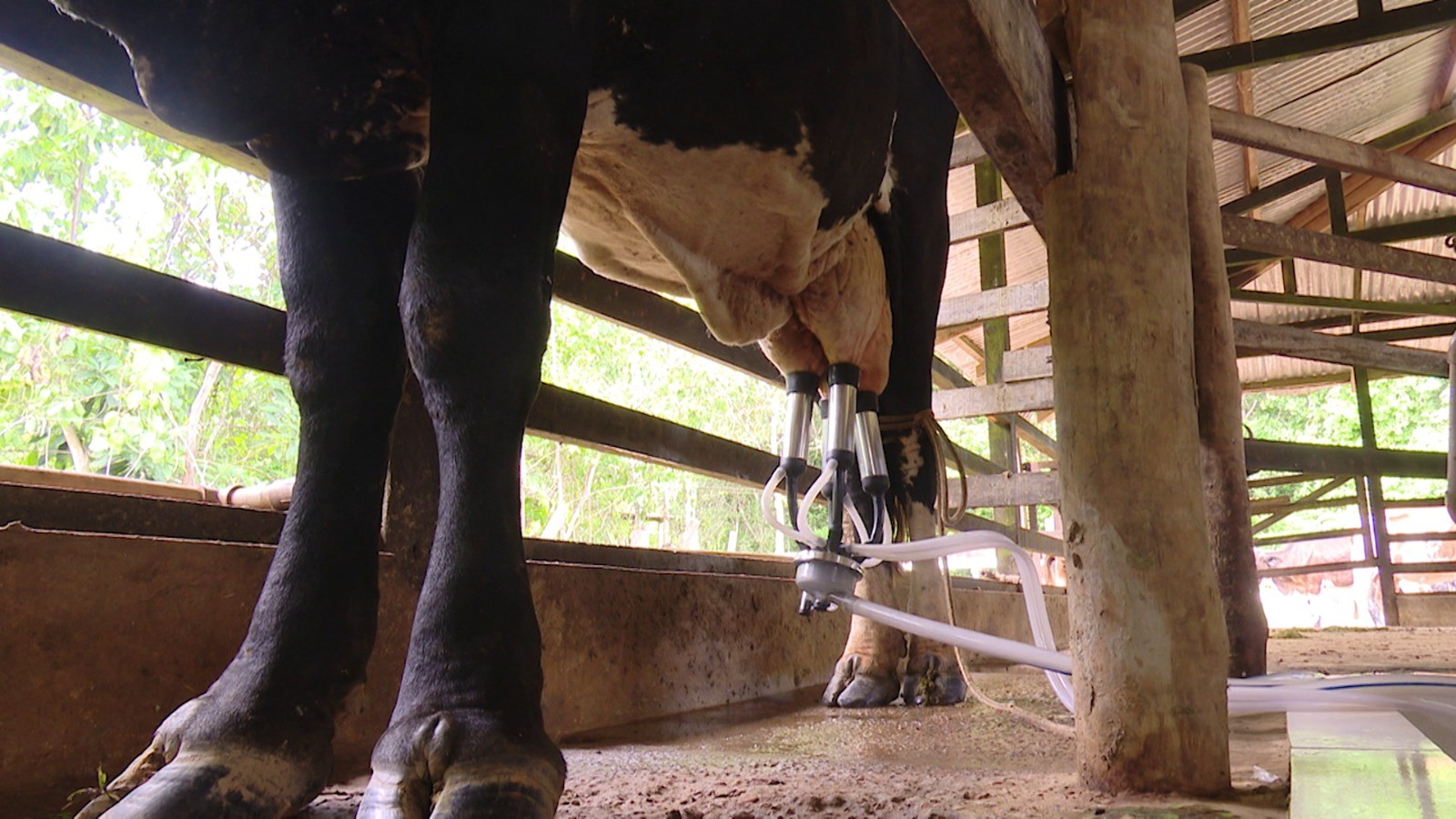 Em 'mini fazenda', pesquisadores da Ufac desenvolvem técnicas para melhorar ordenha e ajudar produtores do Acre