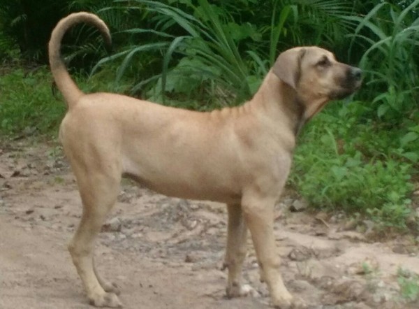 Pesquisadores estudam cães da raça original fila brasileiro e quebrar estigma de agressividade | É o Bicho | G1