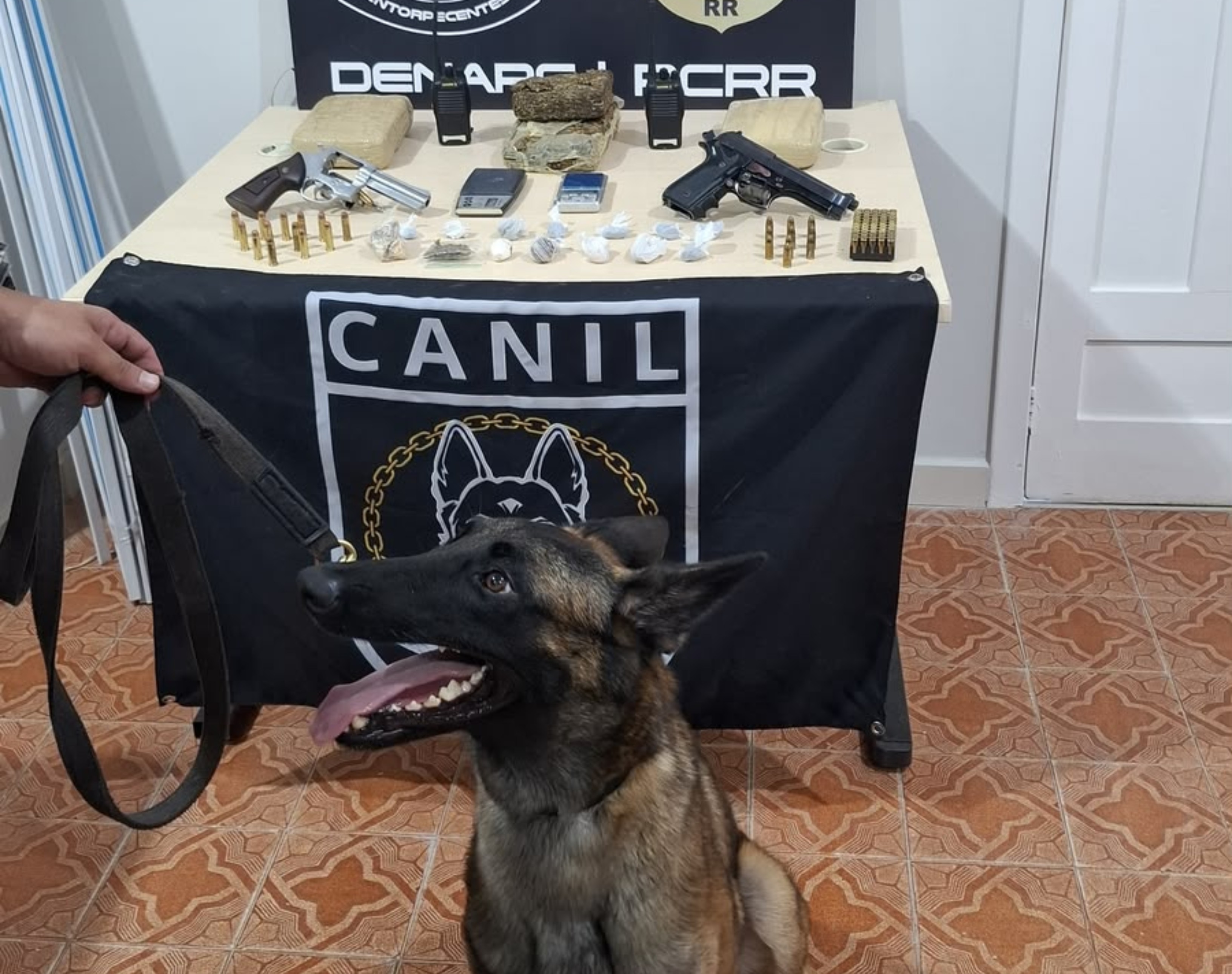 Cadela Fúria encontra drogas durante investigação de combate ao tráfico em Roraima