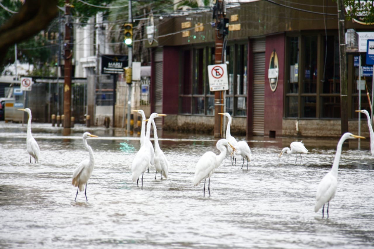 Garças aparecem em avenida de Porto Alegre em meio à enchente