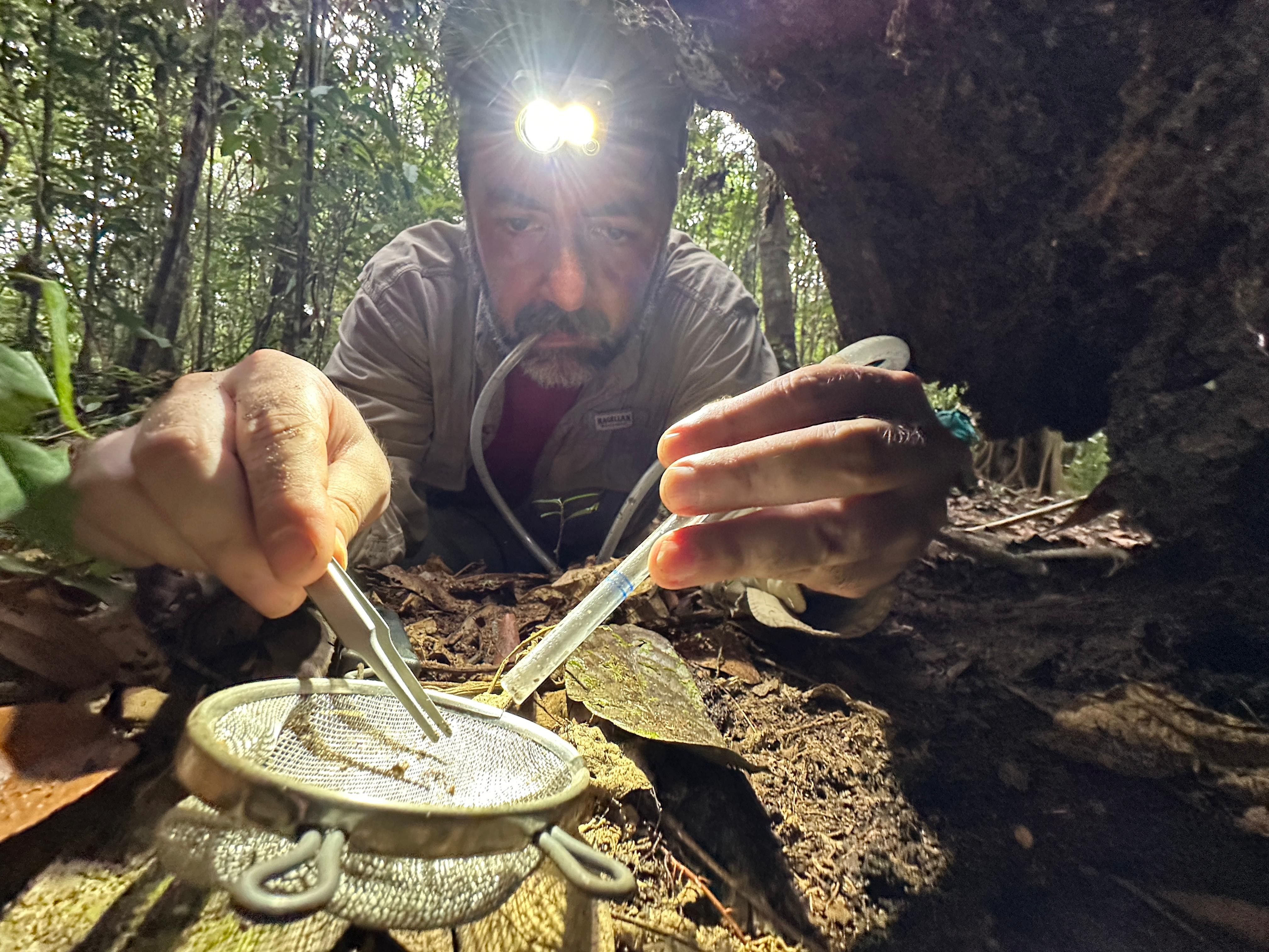 Biólogos revelam uma Amazônia cheia de insetos ainda desconhecidos