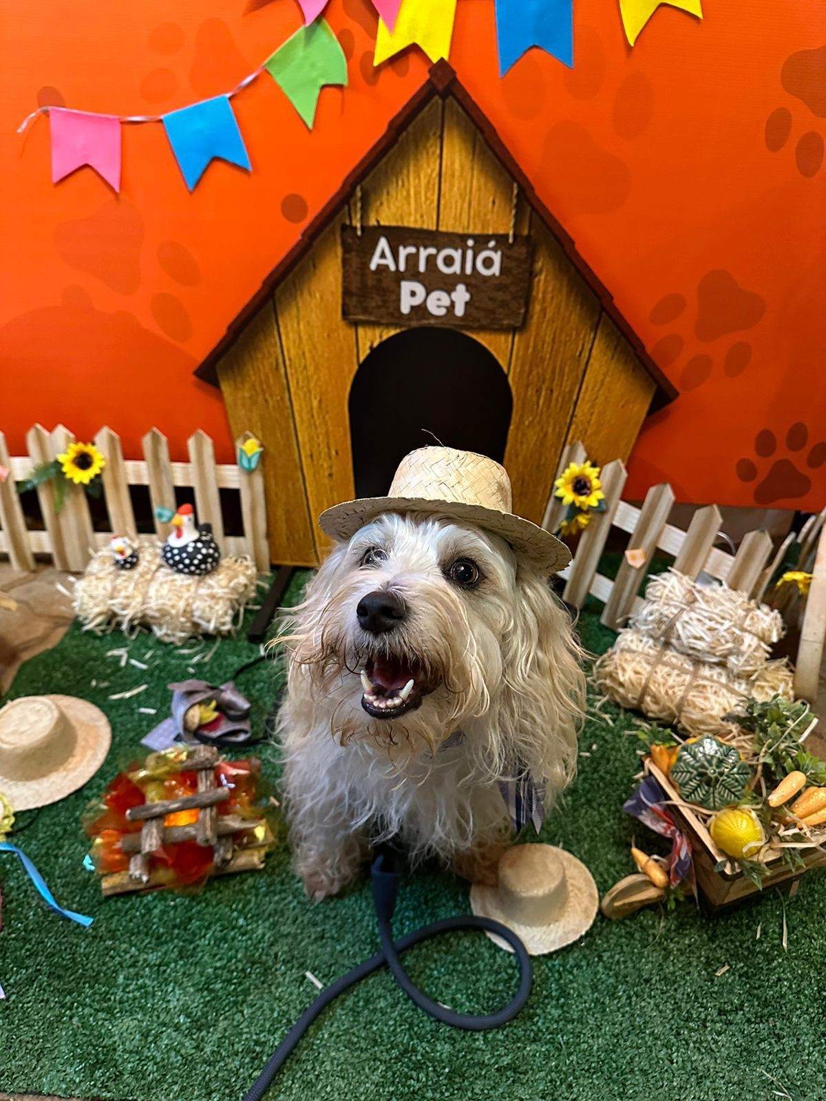 Arraiá Pet conta com comidas típicas, quadrilhas e petiscos para animais; evento é no sábado (26)
