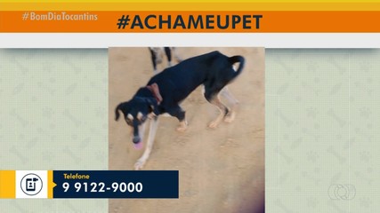 Tutora pede ajuda para achar cão em Palmas