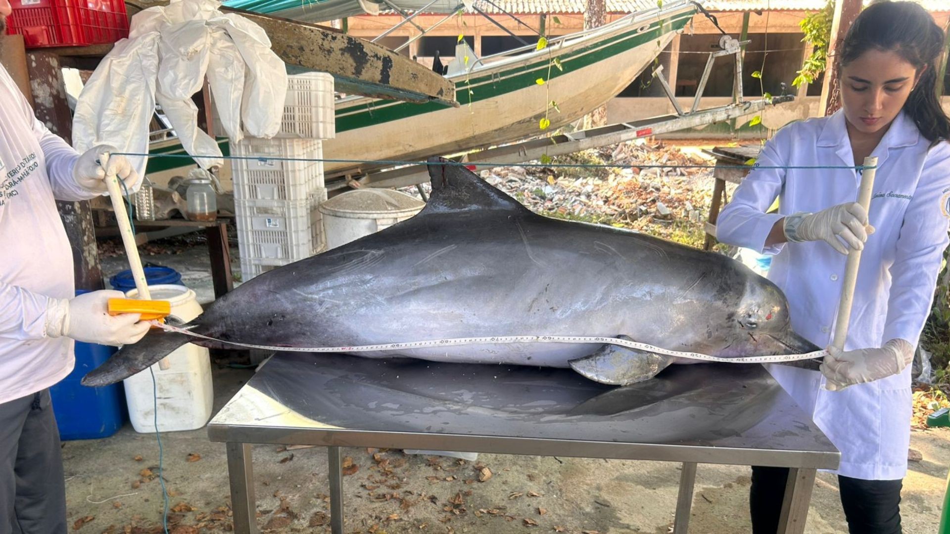 Boto-cinza é encontrado morto com marcas de rede e lâmina na orla de Macapá
