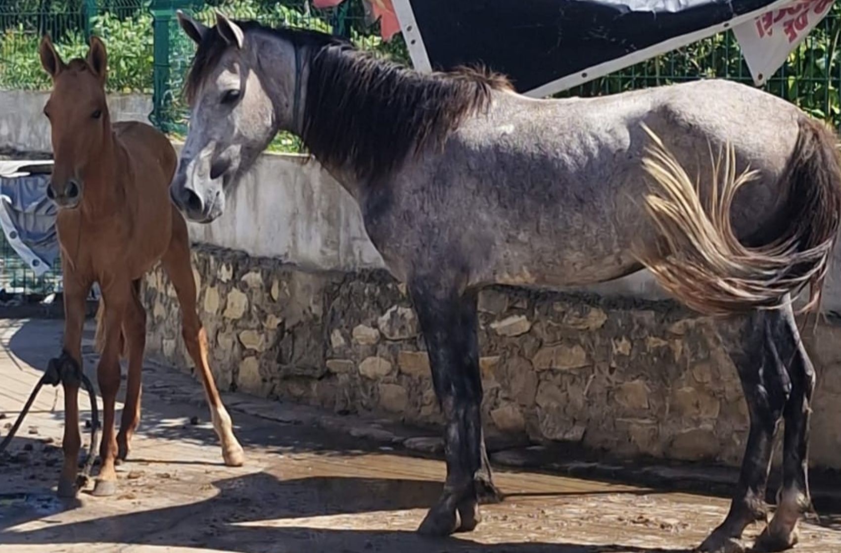 Dois cavalos vítimas de maus-tratos são resgatados em Aracaju 