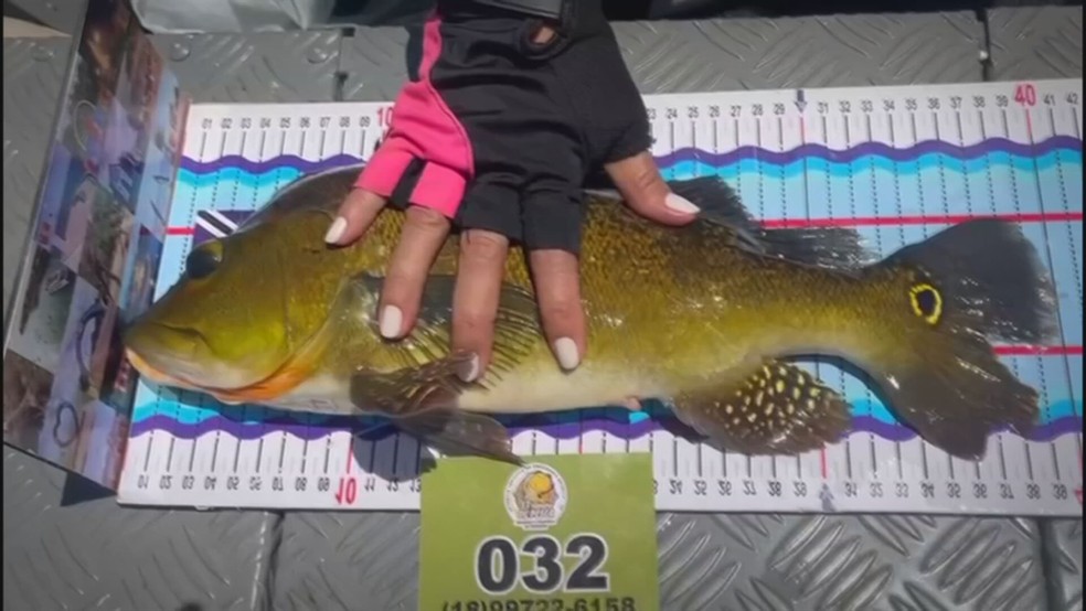 3 de 6
Pescadores precisam filmar a medi&ccedil;&atilde;o na r&eacute;gua oficial e devolver o peixe vivo ao rio &mdash; Foto: Reprodu&ccedil;&atilde;o/TV TEM