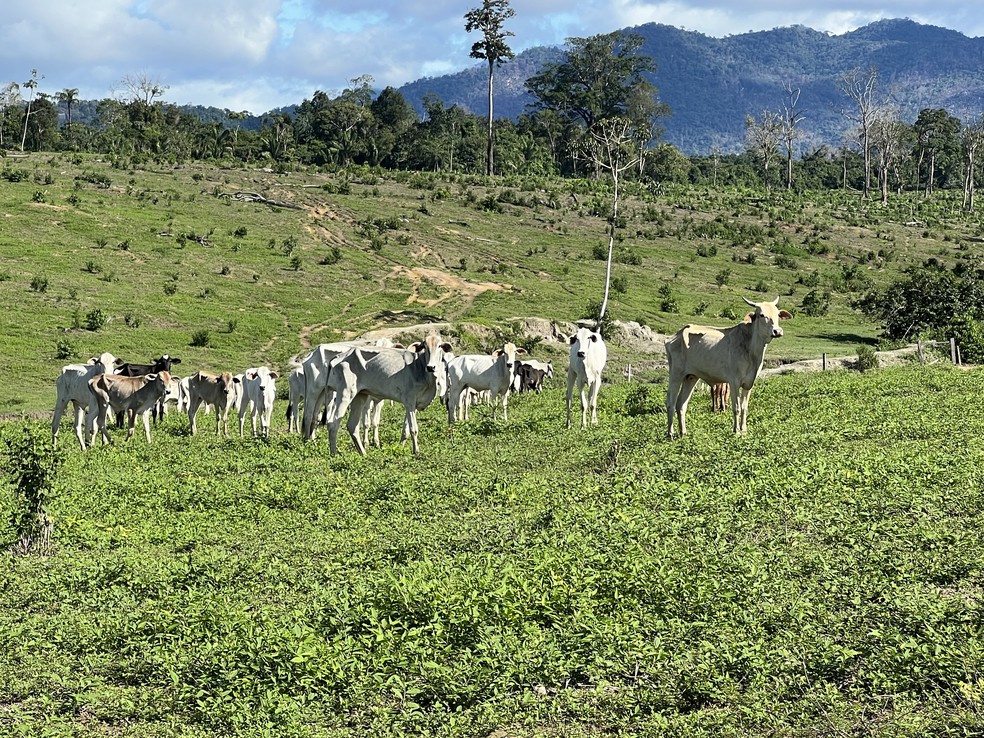 Gado morre de fome e fica fraco por falta de pasto e pela infesteção de lagartas e ervas daninhas em Roraima — Foto: Caíque Rodrigues/g1 RR