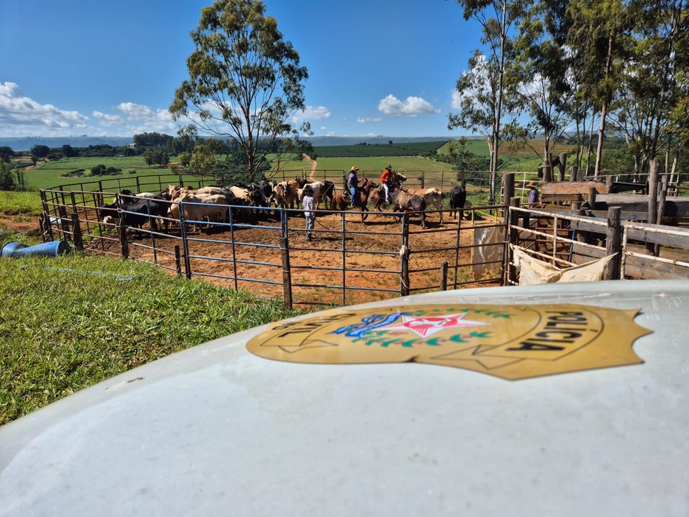 Animais foram recuperados na manhã deste sábado (11)  — Foto: Polícia Civil/Divulgação
