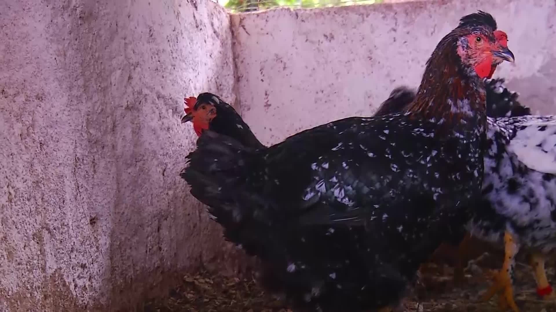 VÍDEOS: Inter TV Rural deste domingo, 22 de fevereiro 