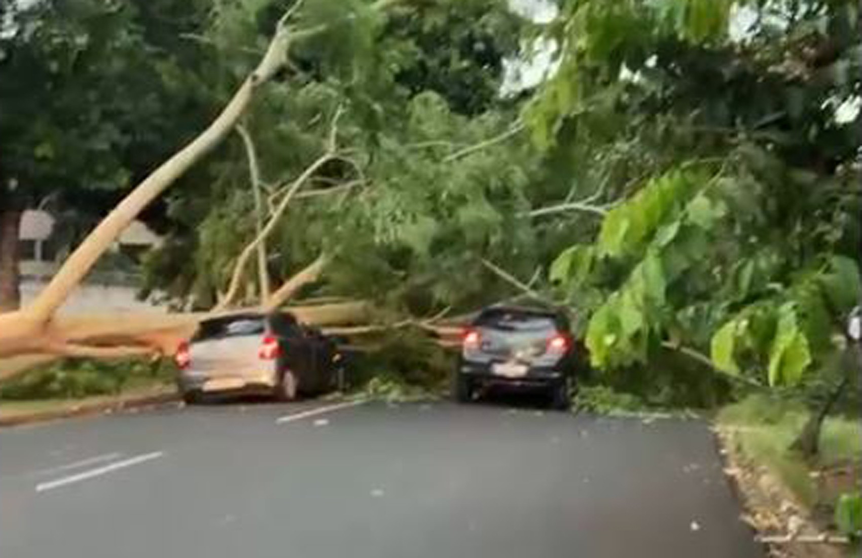 Temporal causa queda de árvore sobre carros e alagamentos em Ribeirão Preto, SP