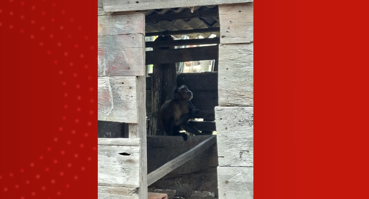 VÍDEO: Macaco-prego causa confusão e leva alimentos de casas no AM; moradores são orientados