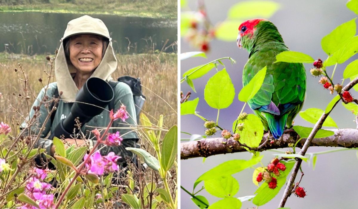 De bancária a fotógrafa: aposentada roda o país atrás de aves raras e ganha exposição