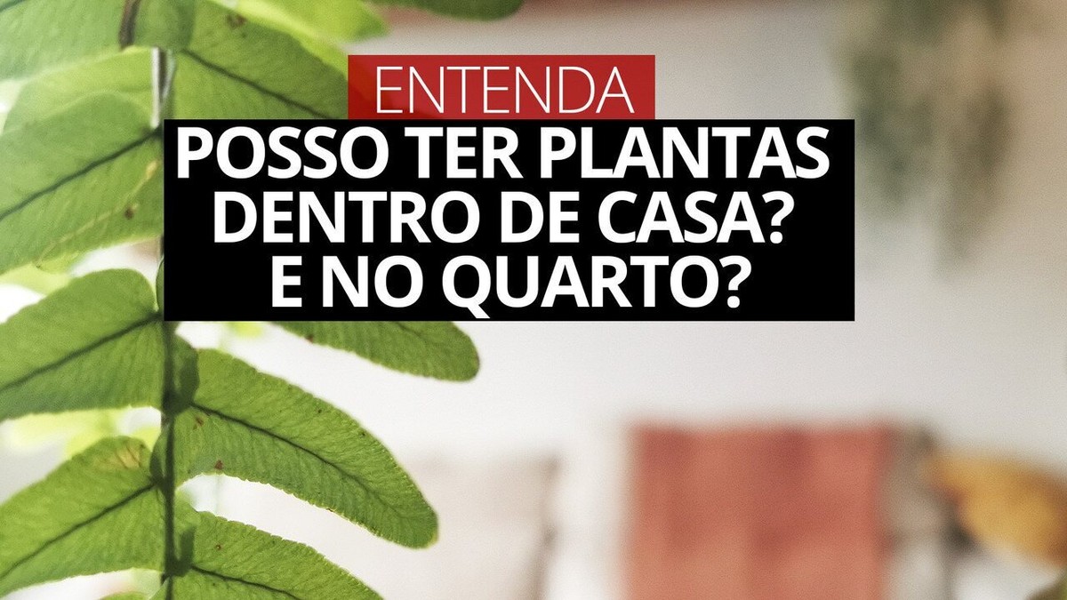 Saiba se plantas no quarto fazem mal: veja o que diz especialista