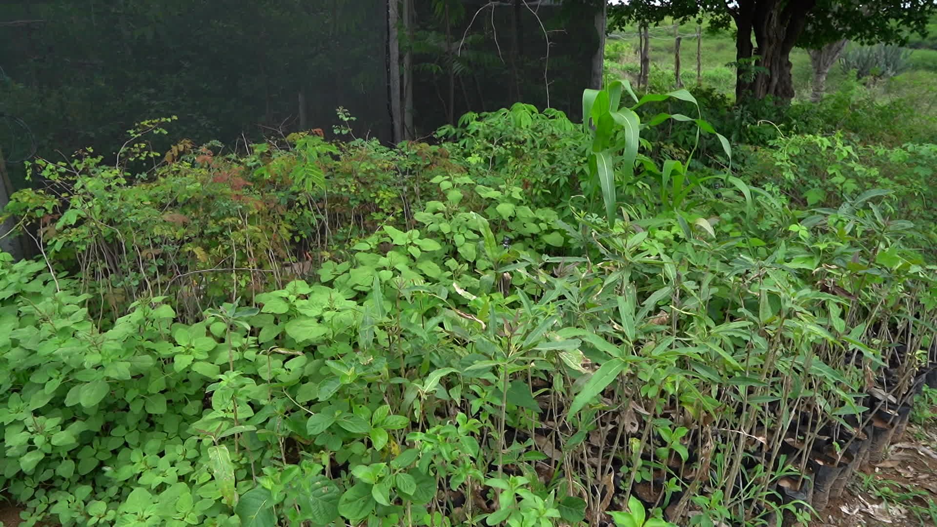 IFSertãoPE Campus Ouricuri oferece minicurso sobre propagação de plantas nativas da Caatinga