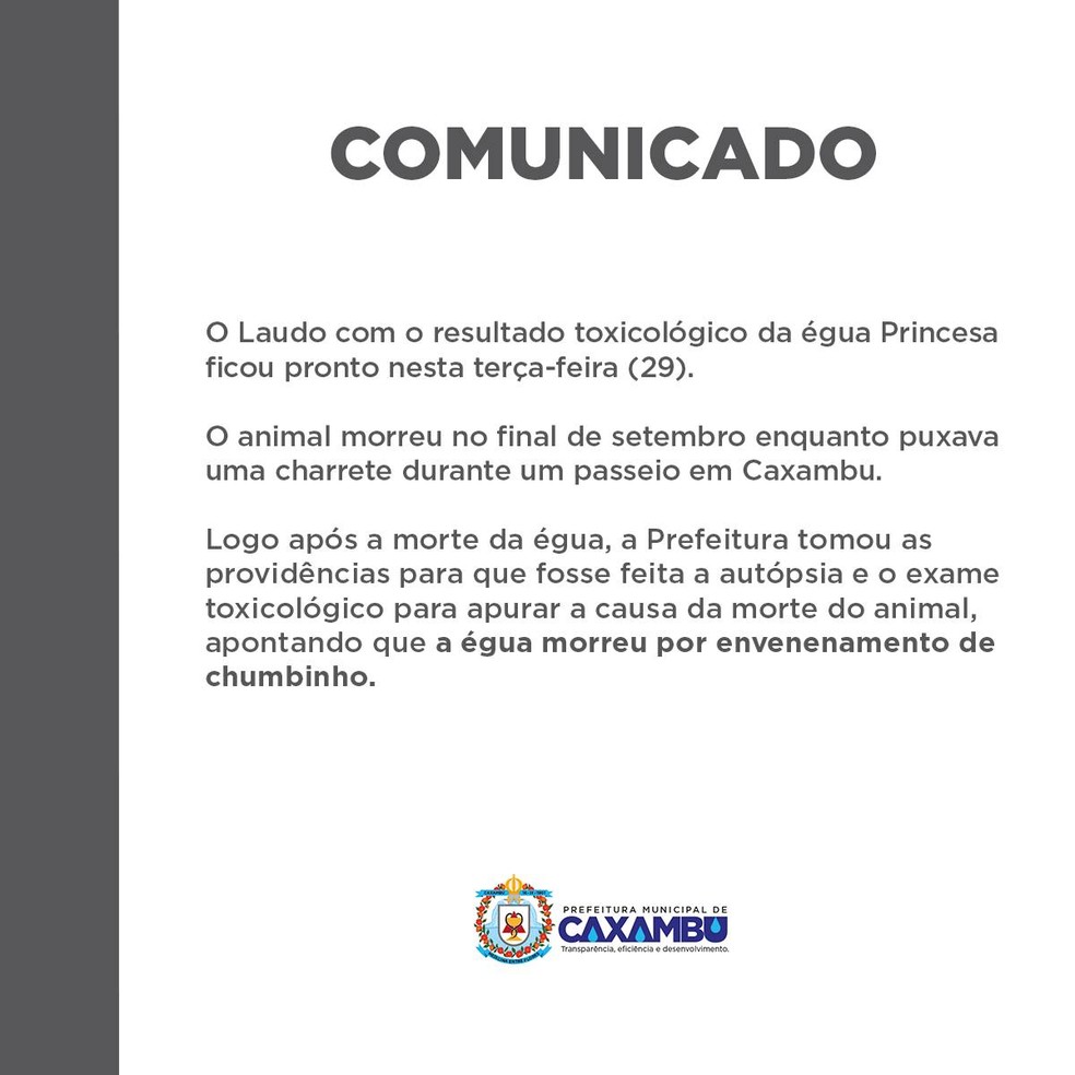 Laudo aponta que égua que morreu transportando charrete com turistas foi vítima de envenenamento em MG — Foto: Reprodução / Redes Sociais