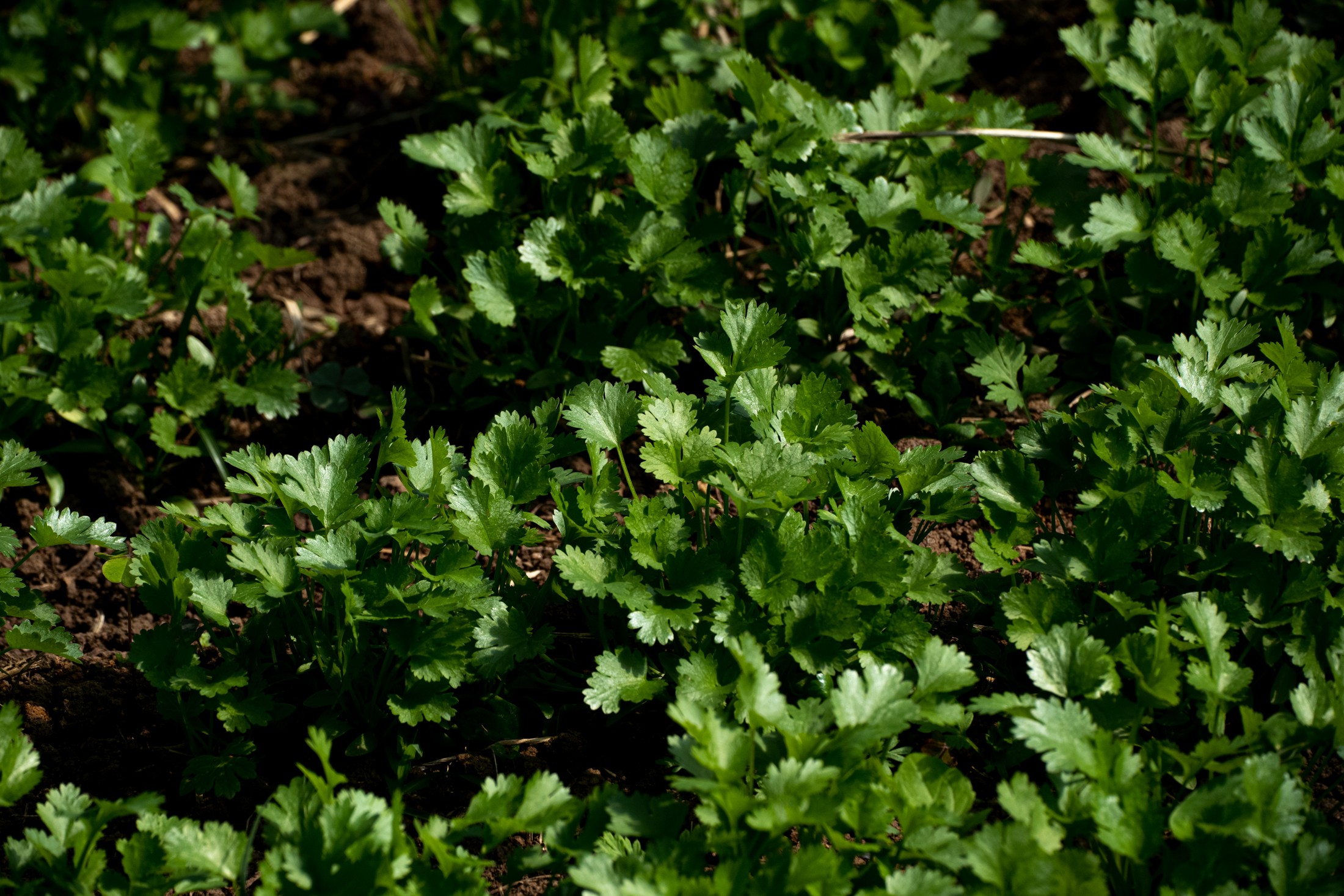 Como cultivar coentro e cebolinha