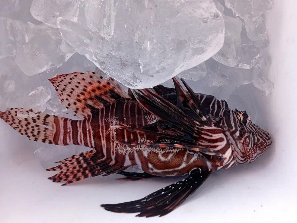 Peixe-leão, espécie nativa do Oceano Atlântico que invadiu os mares da Paraíba — Foto: Sudema/Divulgação